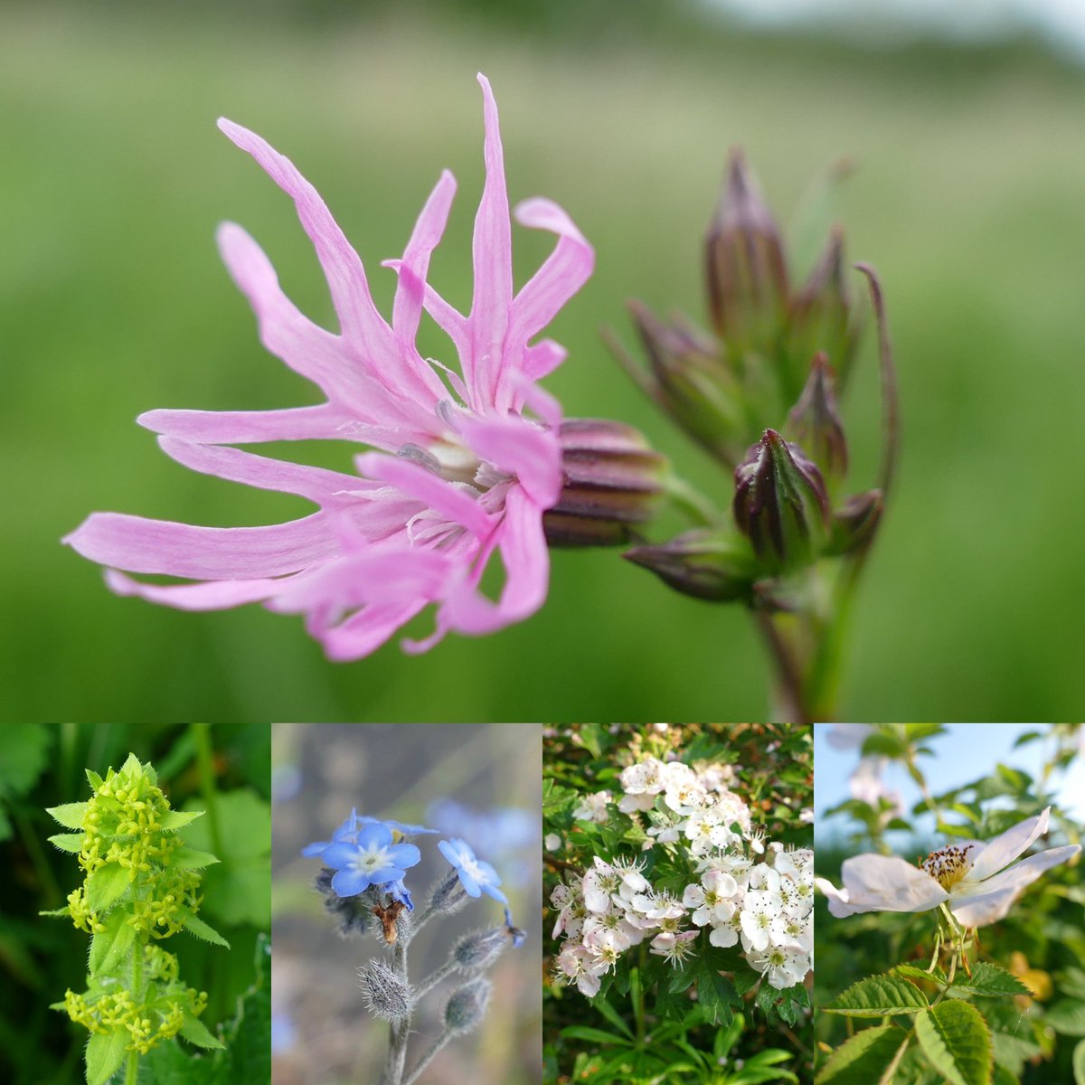 For the wonderful #wildflowerhour this week 😊 one of my favourite #wildflowers #raggedrobin #crosswort #forgetmenot #hawthorn and #dogrose 
Best wishes from #Perthshire #Scotland @BSBIbotany @wildflower_hour @PlantlifeScot