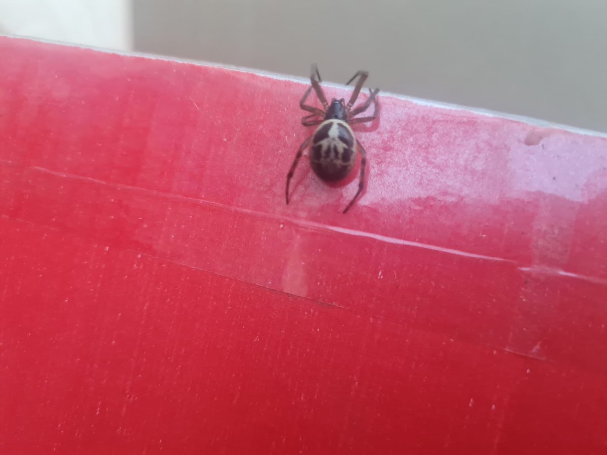 northessexHarry's tweet photo. Does anyone know what this is?
Found it in our kitchen https://t.co/KIkAVJwnrg
