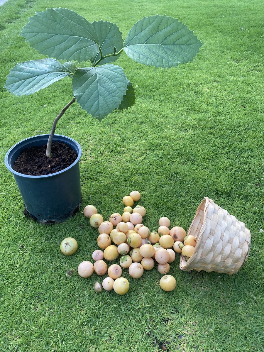 somygarden's tweet photo. بدأت ثمار #البمبر بالنضوج والتساقط 🌳شجرة البمبر ضخمة وظليلة تتحمل درجات الحرارة العالية وتسمى ب #المخيط تتكاثر بسهولة بالبذور والعقل 🌱يحيط بالبذرة مادة هلامية تؤكل الثمرة بعد ازالة الهلام🌱للبمبر فوائد كثيرة يعشقه كبار السن خاصة 🌳 https://t.co/tctXgxKtx1