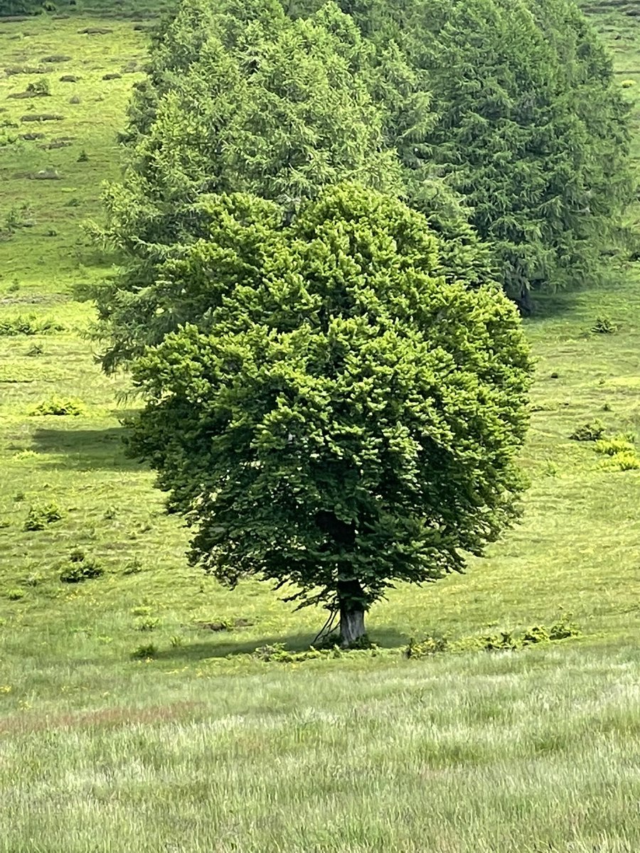 Dominante verde. 2/ 
#PiandelleBetulle #Valsassina @inLOMBARDIA