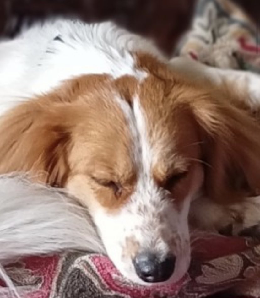 ERMI missing #Dartmouth between Mill Lane & Townstal Road #TQ6 11/6/23 Escaped out of window Female/adult #Spaniel x white&ginger mostly white with a few ginger patches/Bushy white tail CHIPPED & NEUTERED doglost.co.uk/dog-blog.php?d… @JacquiSaid @juliagarland73 @bs2510 @thomp918