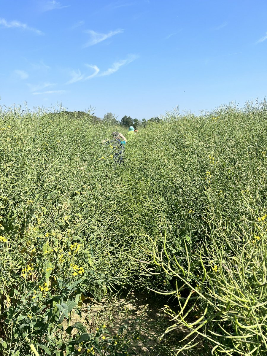 A successful Bronze #DofE #expedition weekend for <a href="/BerksArmyCadets/">Royal County Of Berkshire Army Cadets</a> Despite the hot weather, we improvised, adapted and overcame and 18 cadets went home on Sunday tired and happy #armycadets #acf