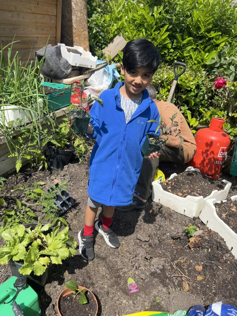 monicakdharni's tweet photo. How many tomatoes do you think will grow if we plant 2 tomato plants??? Rian loved gardening with his Grandad over half term. They both gave an estimate on how many tomatoes will grow. Who will be closer Rian or Grandad? #RealLifeMaths #HalfTermChallenge @halewoodcofe https://t.co/Odr8mkfvl6