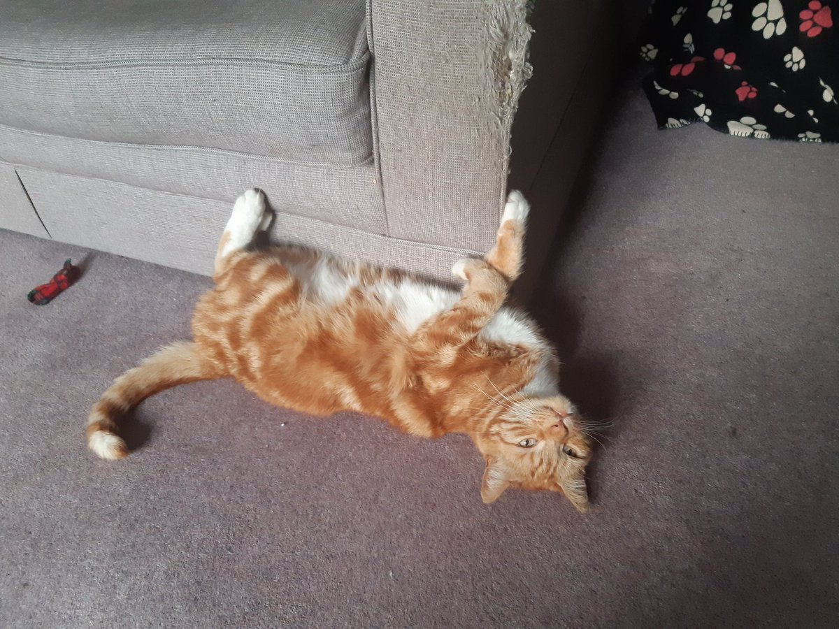 Strange33066418's tweet image. Mad cat alert! What fresh hell are you planning on unleashing now Gizmo? #CatsofTwittter #madcat