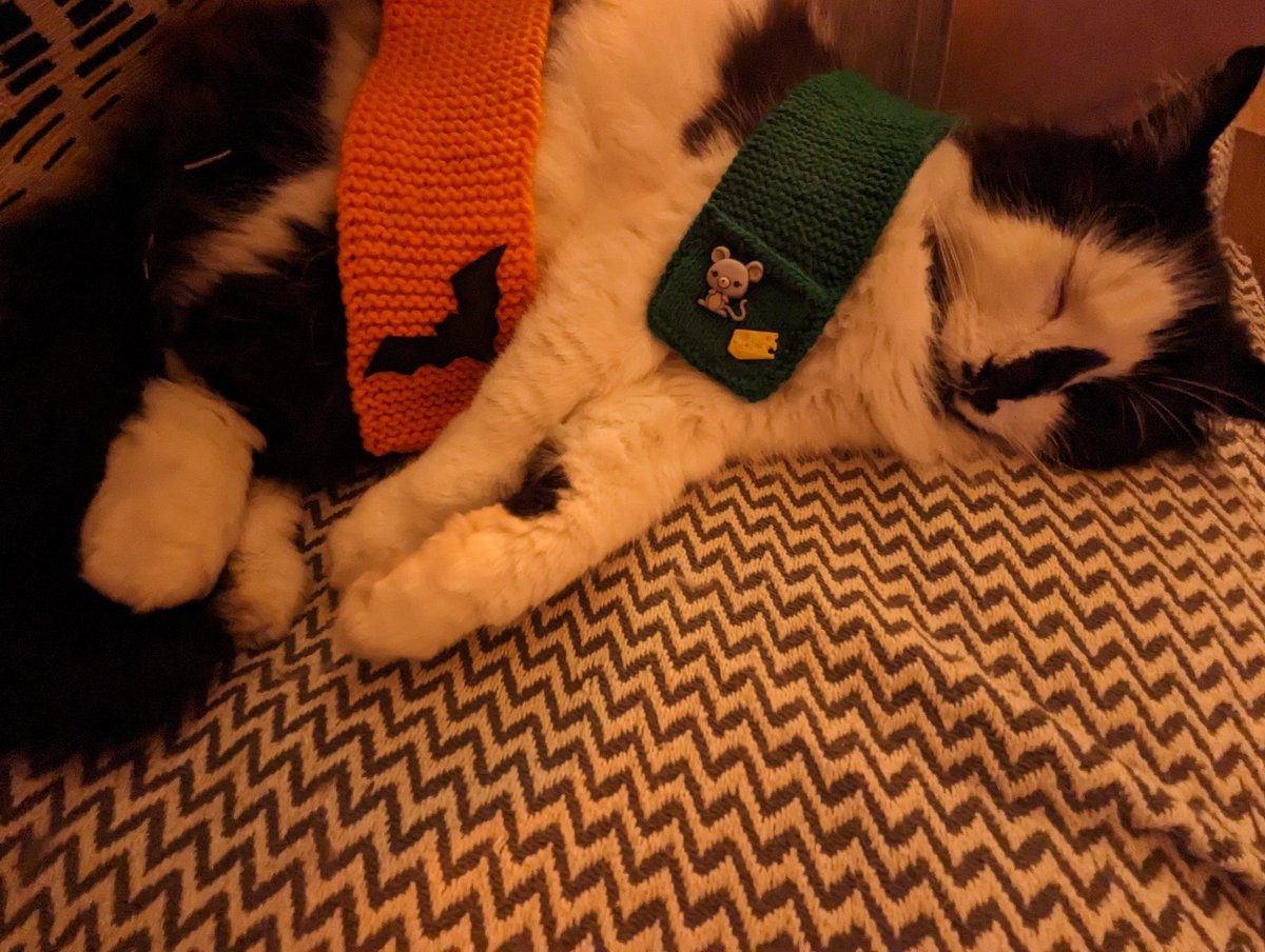 TheCatFlapjack's tweet photo. Came home late Friday night to the devastating news that @frisky9 had passed 🌈 The scarf that started it all, the support from an brand new family and all the love in between. You were a big part of it Frisky and we could never thank you enough.#scarvesforfrisky #CatsofTwittter https://t.co/j1OIr5aMcF