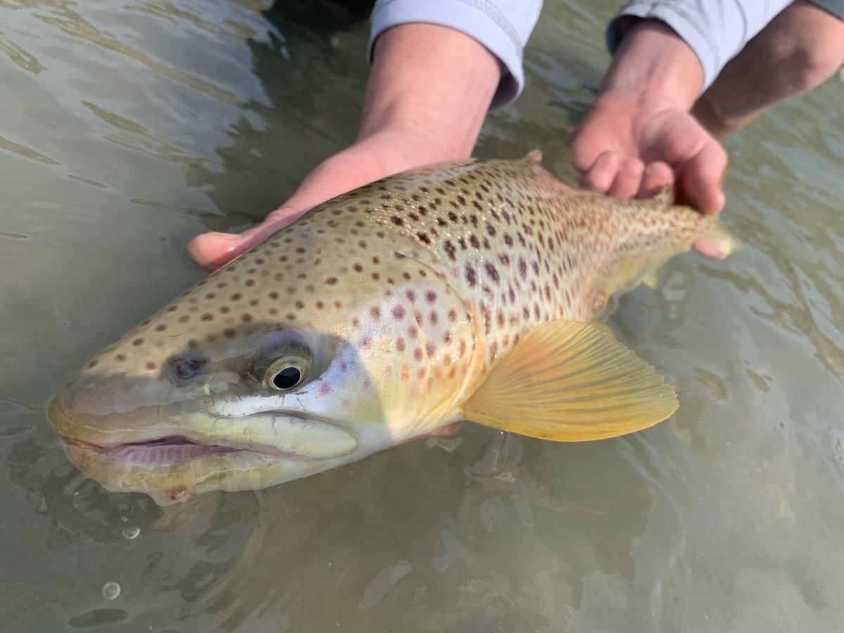 Alberta Brown ❤

#flyfishing #catchandrelease #flyfishinglife #flyfishingphotography #browntrout #waternotcoal #alberta #mountainsnotmines #saveourslopes #saveourheadwaters #protectourwater #protectourheadwaters