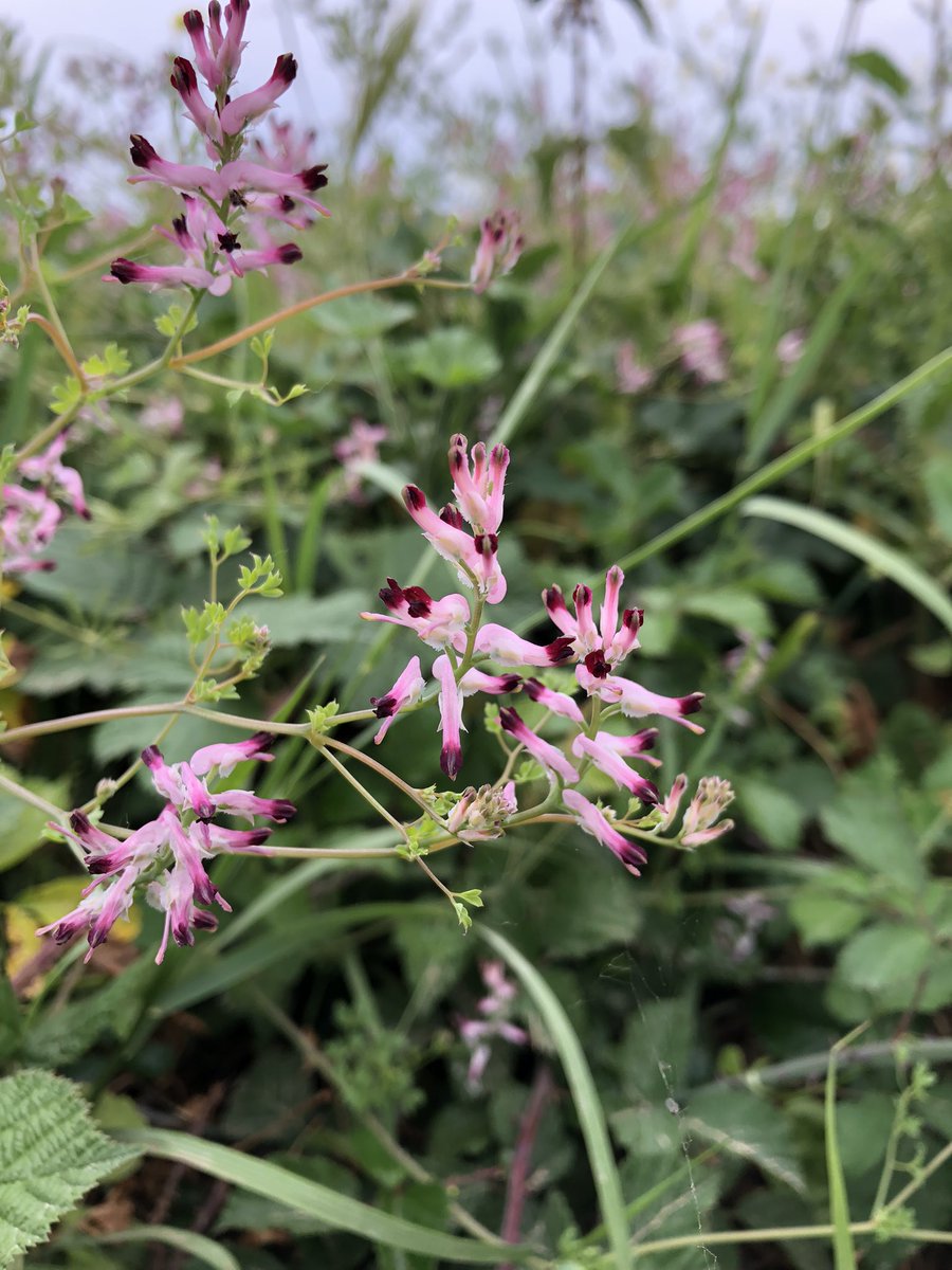 In order of flamboyance of common names- crosswort, wild mignonette and common ramping fumitory, Otter estuary #wildflowerhour <a href="/BSBIbotany/">BSBI: Botanical Society of Britain & Ireland</a>