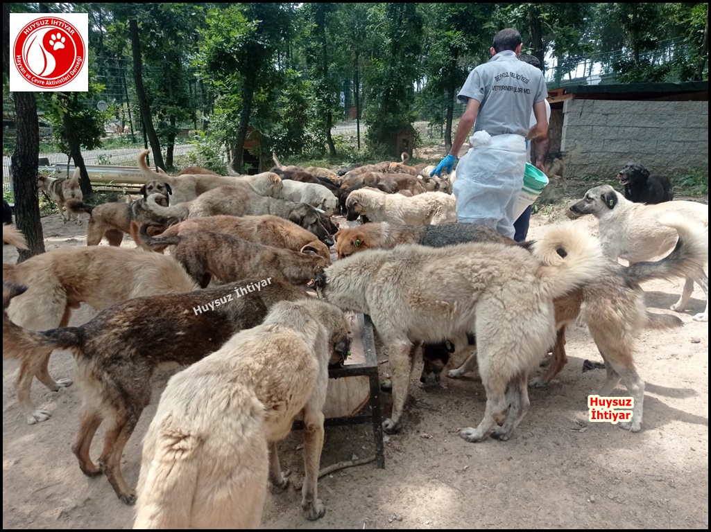 huysuzihtiyardg's tweet photo. 713. Pazar Beykoz Orman Beslemesi
Siz açlık nedir bilir misiniz ? https://t.co/Xld5nJVTpY 0532 630 53 99 
#dogs #Turkey #köpek #kitty #su #umraniye #şile #sisli #uskudar #kadikoy #besiktas #beykoz #tuzla #maltepe #kartal #samandira #sultanbeyligi #sancaktepe #İstanbul #pendik https://t.co/zrmU1XVhZt