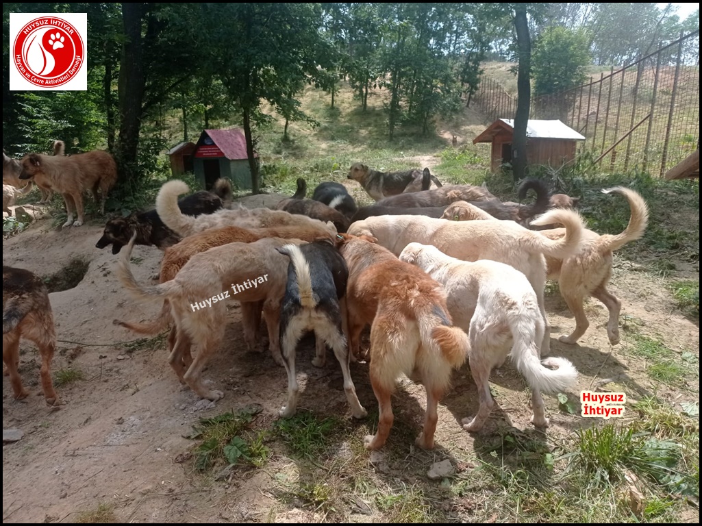 huysuzihtiyardg's tweet photo. 713. Pazar Beykoz Orman Beslemesi
Siz açlık nedir bilir misiniz ? https://t.co/Xld5nJVTpY 0532 630 53 99 
#dogs #Turkey #köpek #kitty #su #umraniye #şile #sisli #uskudar #kadikoy #besiktas #beykoz #tuzla #maltepe #kartal #samandira #sultanbeyligi #sancaktepe #İstanbul #pendik https://t.co/zrmU1XVhZt