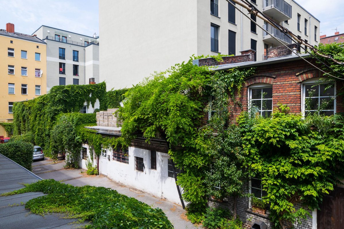 kolonie10's tweet photo. Grüne,blühende🌿Fassaden &amp; Hecken voller Vögel im Hof der Koloniestrasse10. Alles ist weiterhin vom Abriss bedroht 😵‍💫durch den Bau von Mikroapartments CampusViva3. 

#Kolonie10 bleibt #LangerTagderStadtnatur https://t.co/1IHvqj0D7n