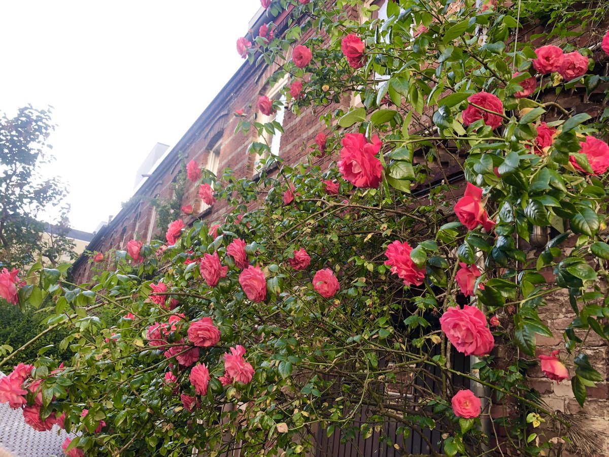 Grüne,blühende🌿Fassaden &amp; Hecken voller Vögel im Hof der Koloniestrasse10. Alles ist weiterhin vom Abriss bedroht 😵‍💫durch den Bau von Mikroapartments CampusViva3. 

#Kolonie10 bleibt #LangerTagderStadtnatur