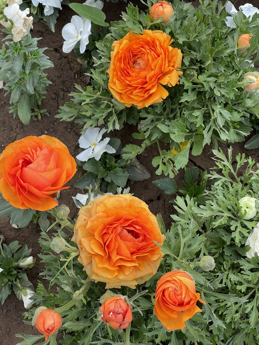 These Persian Buttercups (Ranunculus) in our garden are very pleasing to the eyes. #GardenersWorld #garden #gardening #GardeningTwitter #HomeGarden #rhs #spring #summer #nature #NaturePhotography #photograghy #flowerphotography #flowers #floral #flowerphotography