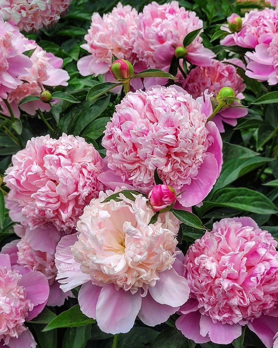 DestCharming's tweet image. The dreamy Peony 'Madame Ducel' is one of my all time favorites. Looking as delicious as a scoop of strawberry ice cream on a tiny pink plate!๐๐จ๐
Photographed on my visit to the W.E Upjohn Peony Garden in Ann Arbor Michigan.
destinationcharming.com
#garden #peony #flowers