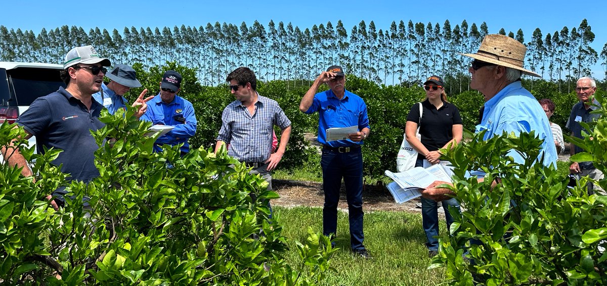 UFIFAS_IRREC's tweet photo. #CitrusAustralia toured the #UFIFASIRREC Millennium Block, an active research grove of more than 5,500 grapefruit, orange, and mandarin trees. Tom James, explains that while some trees appear to be thriving, three more years of reliable data must be collected.
#FLCitrus https://t.co/Rw3q97SSdm