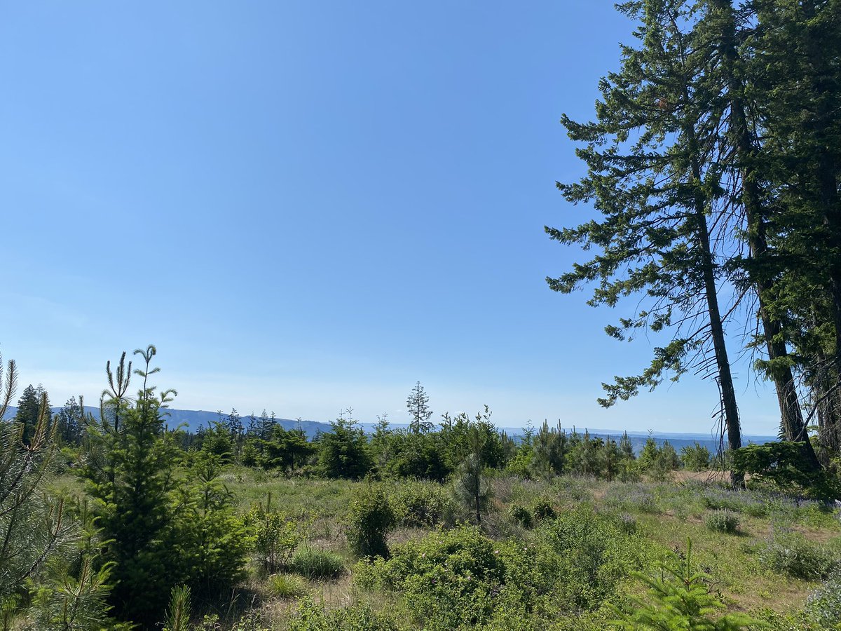 Touched grass today🤣😎🤙🏻✅ #gorgelife #lylestyle #thewoods #oregon #columbiarivergorge