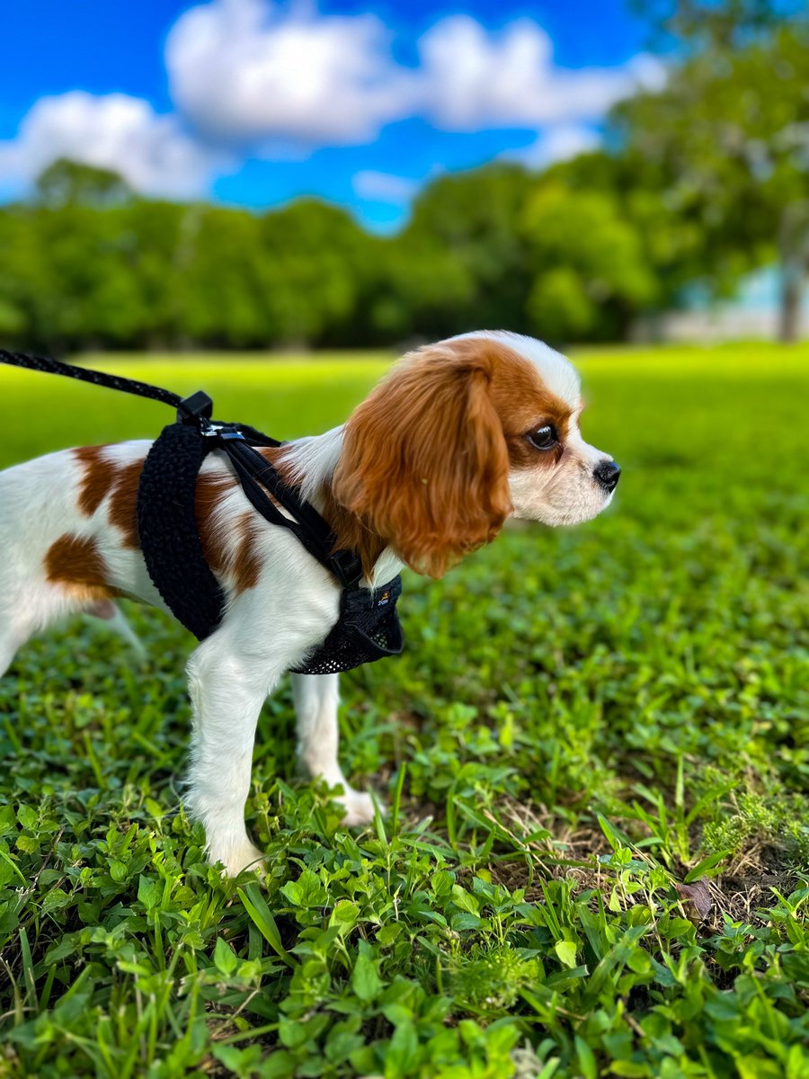 Getting stronger every day 💙
We enjoyed a walk before the heat.

#cavalierkingcharlesspaniel #cavalierking #cavalierkingcharles #puppy #dog #dogs #puppies #doglovers #pets #art #artist