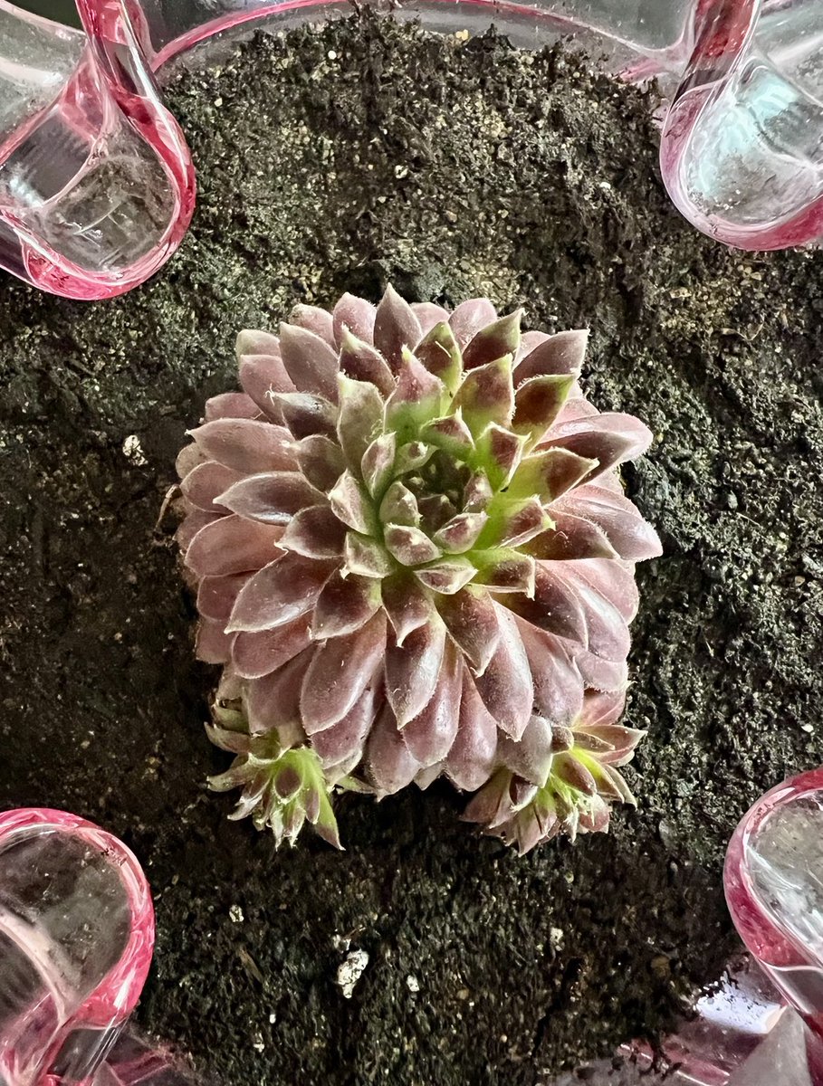Need advice from #succulent experts - In April, I planted a Sempervivum ‘hens and chicks’ in my late father’s vintage ashtray. It has opened & grown a long stem with flowers. What do I do now?! Leave it as it is? Thank you for your help 🩷👩🏻‍🌾
#succulentsunday #cactus #succulents