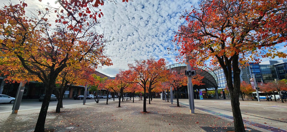 JMiake's tweet photo. Time of the year when life is colorful. SOP https://t.co/N0lOVtWY28