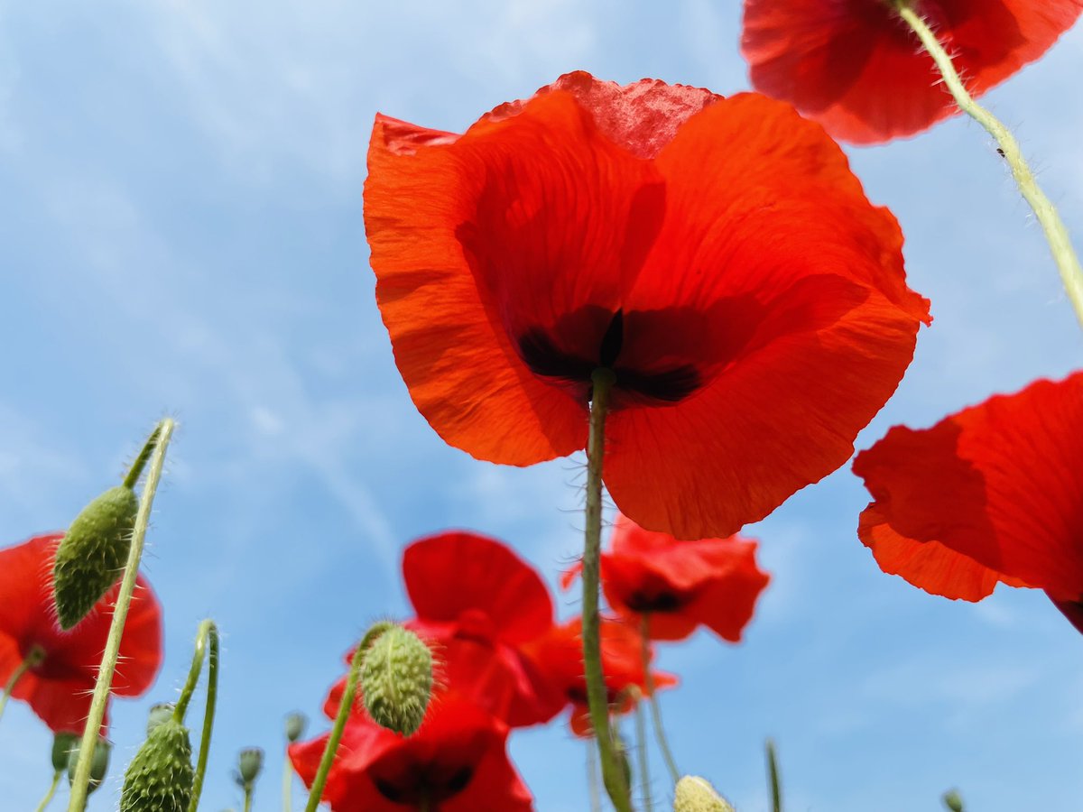A beautiful field of poppies alive with bees and butterflies #biodiversity #bees #butterflies #summer