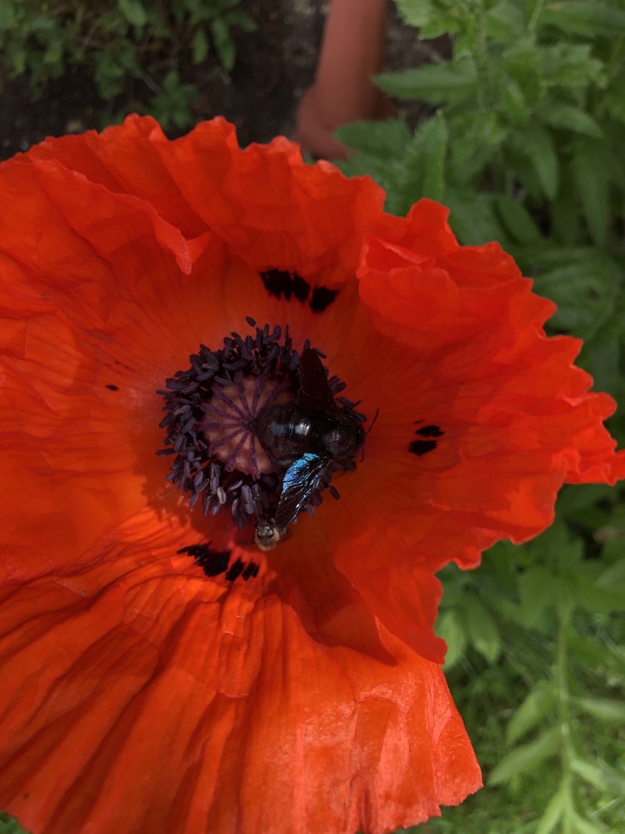 BSchmidpeter's tweet image. Eine schwarze Biene auf der Mohnblüte 🐝