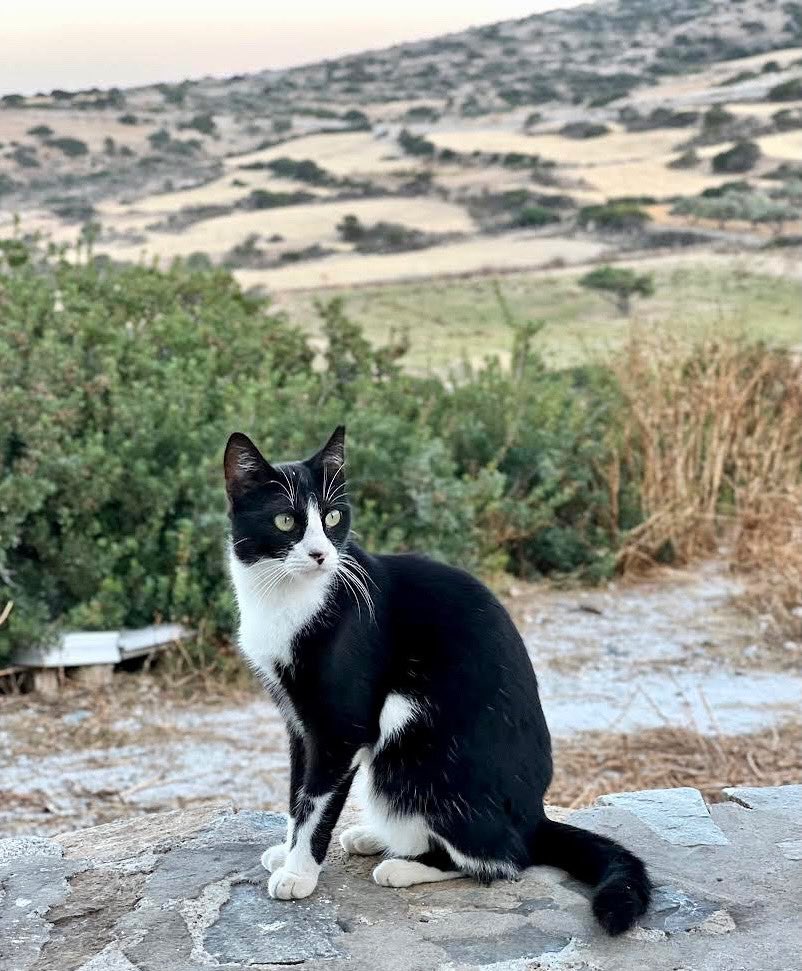 Cats of Iraklia tweet media