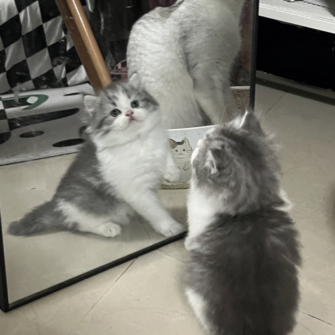 Ofeh4's tweet photo. who is it in the curious mirror😂 https://t.co/H6Fjlfg08w
