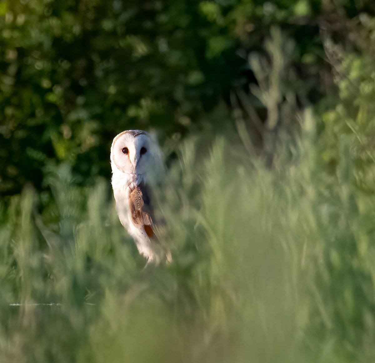 Email your pics from the Slea &amp; Lollycocks Field to competition.photography@n-kesteven.gov.uk &amp; you could win our 🌟 prize photo competition 🌟 
Ts&amp;Cs &amp; permission for u-18s here: crowd.in/VGziei and winning photos chosen by public vote on June 24. 
Photos: Dave Newman