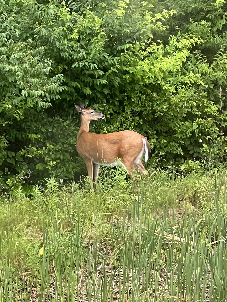 DeeZe ⛳🏌️‍♂️ tweet media