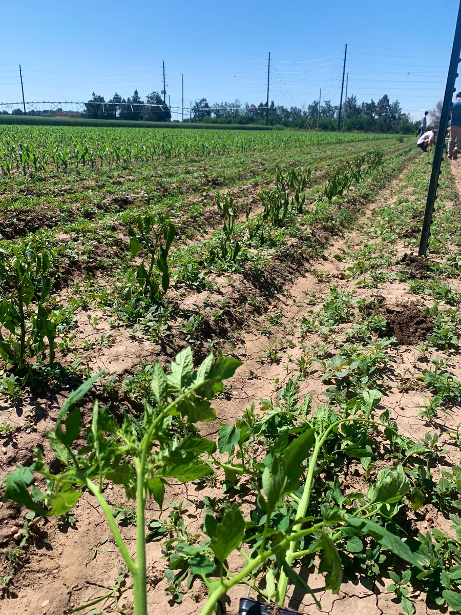 mbarcodia's tweet photo. Planted, weeded, and trellised at the @CSURams ARDEC research and teaching farm helping to “grow food security”. 
@LarsonOutdoors https://t.co/UCK5uu1aBw