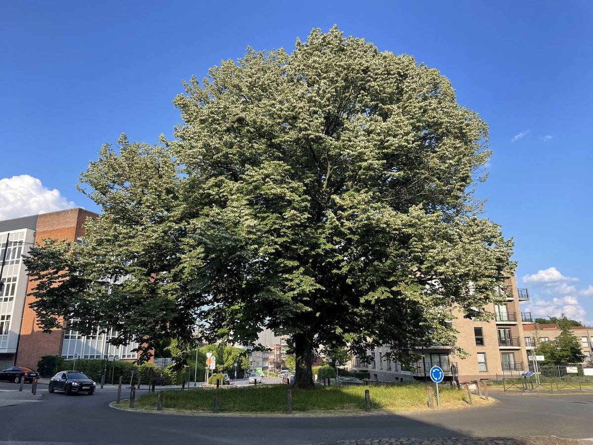 TranviaVerde's tweet photo. El mejor monumento para una rotonda es un buen árbol 🌳
Por otras ciudades de Europa, hay ejemplos de todos los tamaños.

Una pena q en #Sevilla apenas tengamos rotondas así (las del parque M Luisa, la de Kansas City, alguna más…?) https://t.co/Syjwexbq5F