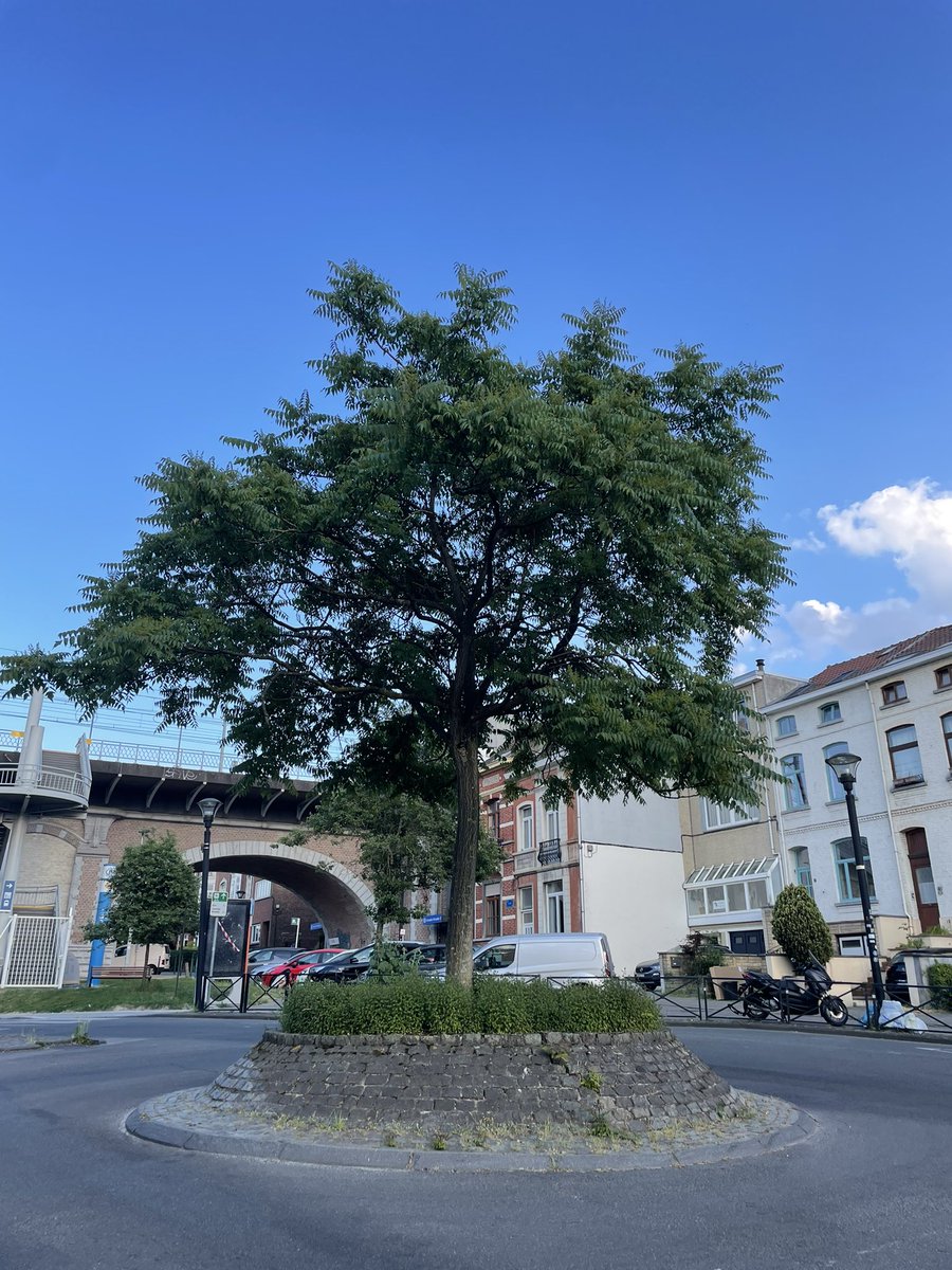 TranviaVerde's tweet photo. El mejor monumento para una rotonda es un buen árbol 🌳
Por otras ciudades de Europa, hay ejemplos de todos los tamaños.

Una pena q en #Sevilla apenas tengamos rotondas así (las del parque M Luisa, la de Kansas City, alguna más…?) https://t.co/Syjwexbq5F