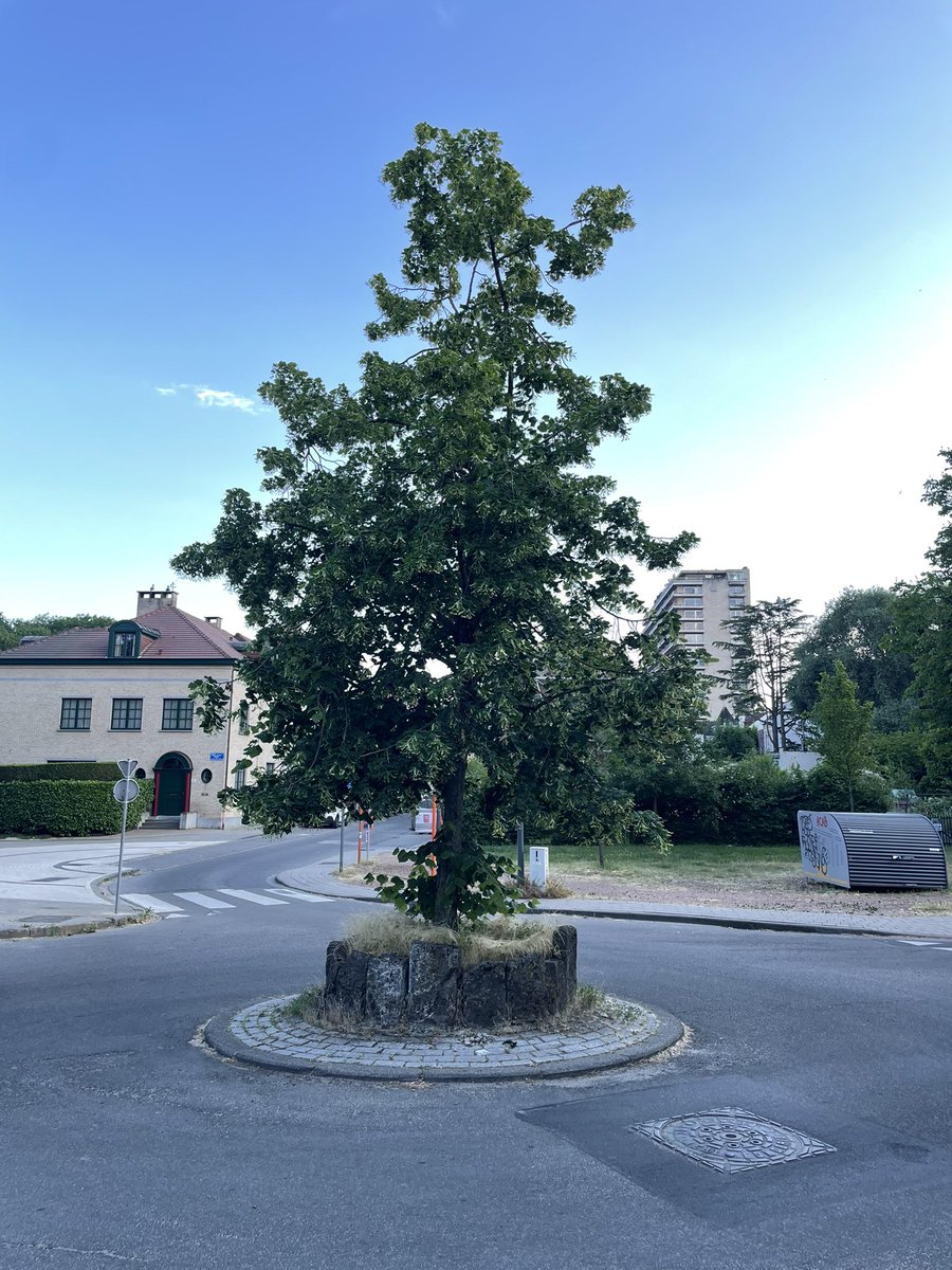 El mejor monumento para una rotonda es un buen árbol 🌳
Por otras ciudades de Europa, hay ejemplos de todos los tamaños.

Una pena q en #Sevilla apenas tengamos rotondas así (las del parque M Luisa, la de Kansas City, alguna más…?)