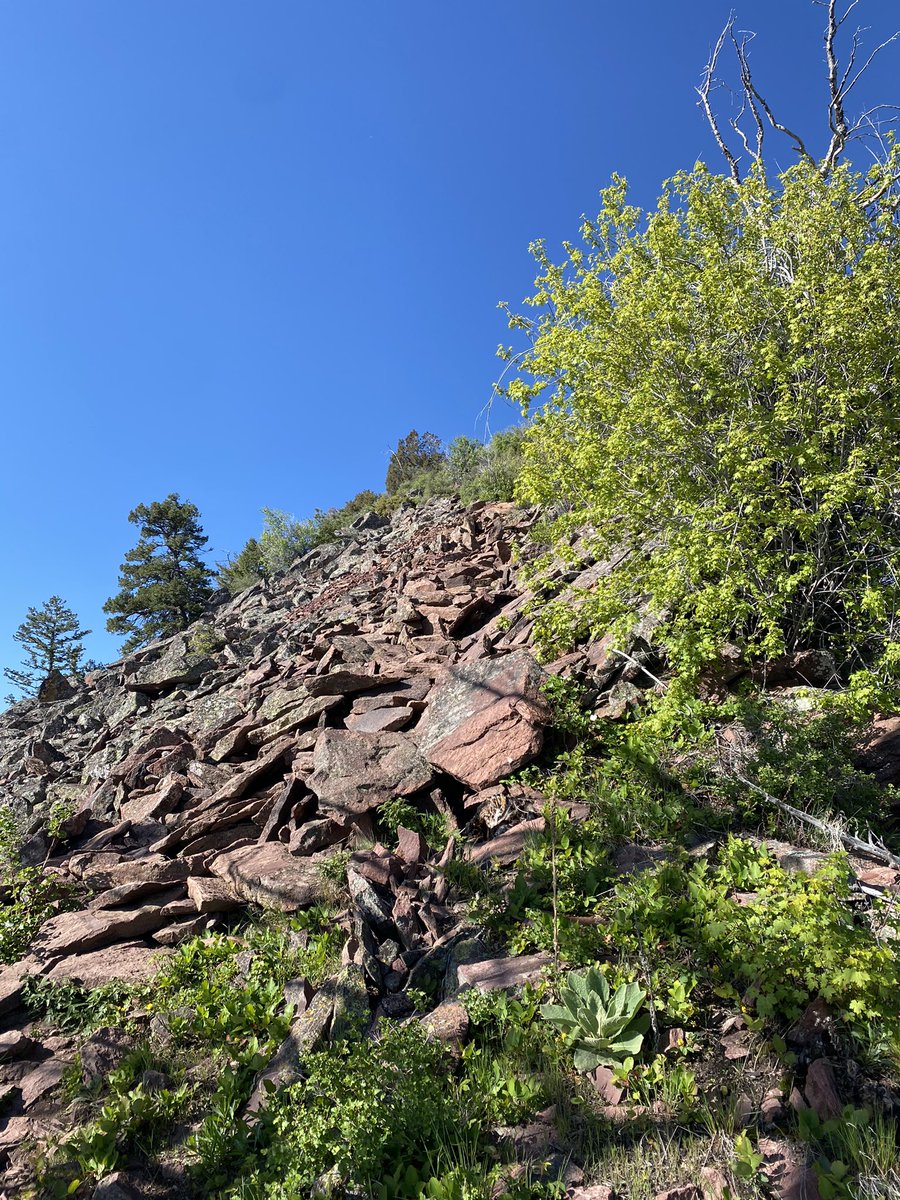 trailchump's tweet photo. Bear Peak 6/10/23
Very Green with inclines over 30%. Beautiful Mountain! We “Chumped it” #trailchump #trailrunning #outdoors #health #runshots #ultratrail #instarunners #trail #mountainrunner #runnerslife #trailrunners #trailrunninglife #trailrunner https://t.co/ioNSFvOjUR