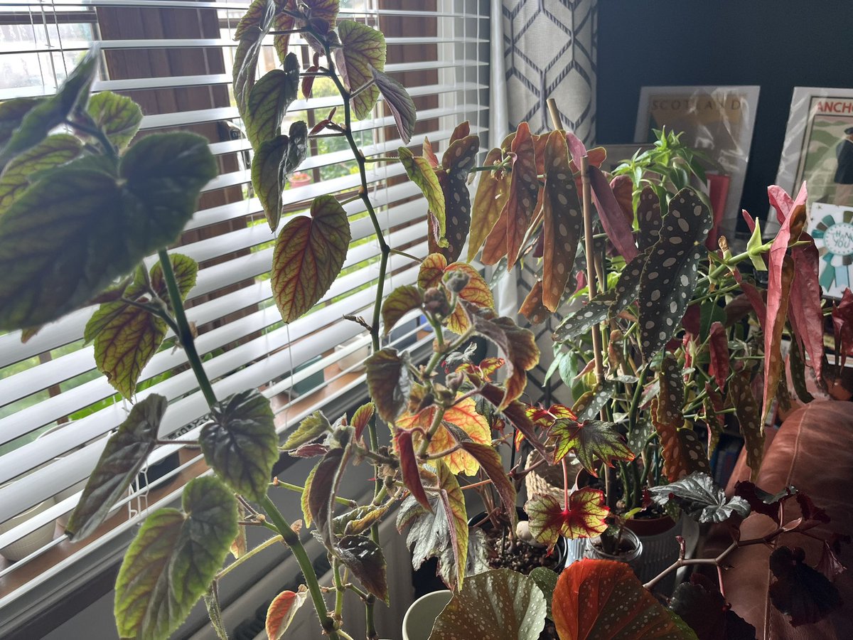 My cane begonias say hello 👋#begonias #planttwitter #houseplants #plants