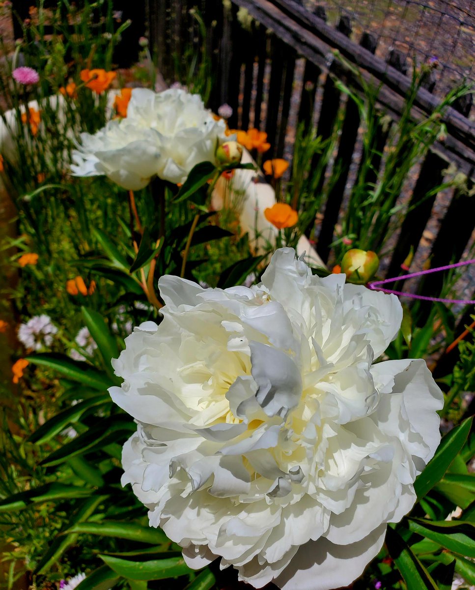 Scales by Anna Judd tweet media