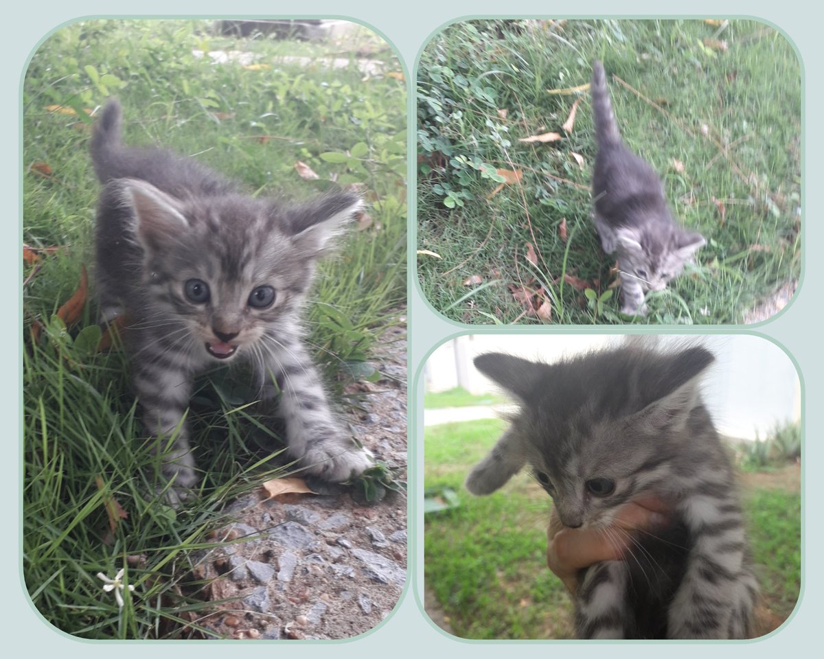 FAPRANIANZ's tweet photo. En adopción responsable este bebé, en situación vulnerable, si deseas darle una oportunidad contactanos. #Barcelona #Lecheria #PtoLaCruz #Anzoategui #Difunde https://t.co/Nk7LF2fx5z