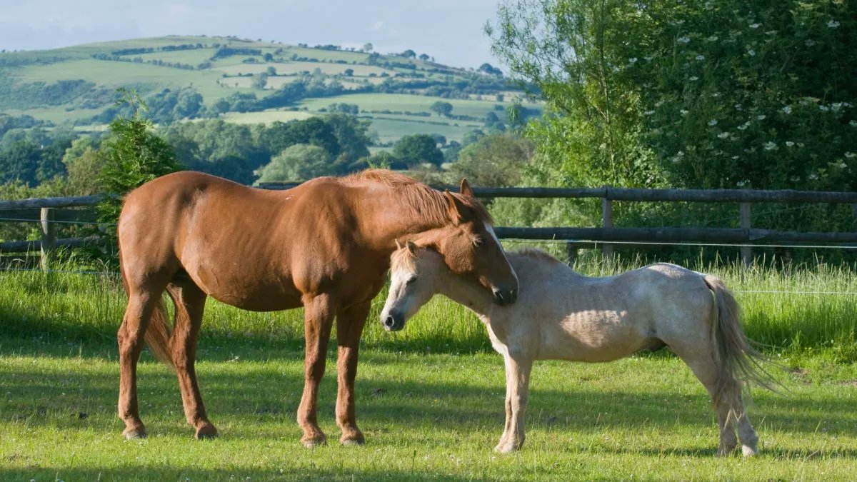 How do horses snooze where they stand without falling over? buff.ly/45YMy5F #equineblogshare #equine #horses #EquineHour #horselover #HorseChatHour #ponyhour #horsefacts