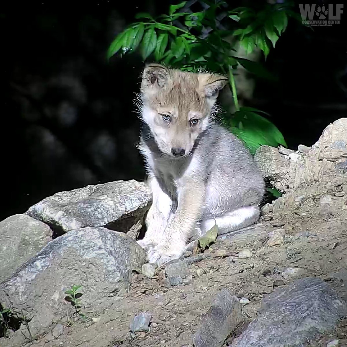 nywolforg's tweet photo. Essential. Endangered. EXTREMELY cute! 🐾 https://t.co/W6dYtqWnjg