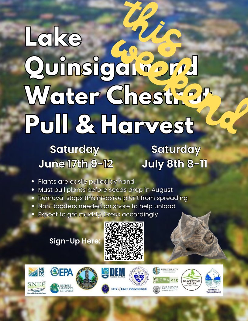 INVASIVE Water Chestnut Pull and Harvest on Lake Quinsigamond THIS WEEKEND, Sat June 17th 9-12!

Sign up: forms.microsoft.com/pages/response… 

<a href="/LQuinsig/">Lake Quinsigamond WA</a> #LQWA #Worcester #Woo #LQC #Shrewsbury #centralMA #massachusetts #rowing #boating #kayak #canoe #water #lakes