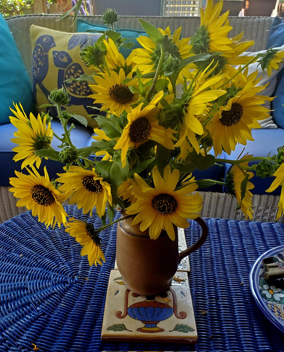 MM Pack (@mmpackeatwrite) on Twitter photo An embarrassment of riches on the Texas Gulf Coast. Wild sunflowers just busting out all over. #FlowerReport <a href="/alyssaharad/">Alyssa Harad is at the sky place. DM for invites.</a> An embarrassment of riches on the Texas Gulf Coast. Wild sunflowers just busting out all over. #FlowerReport <a href="/alyssaharad/">Alyssa Harad is at the sky place. DM for invites.</a>
