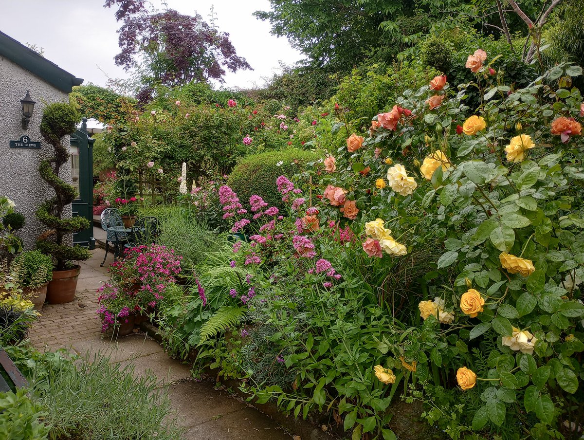 The garden is coming alive! #junegarden #roses #mygarden