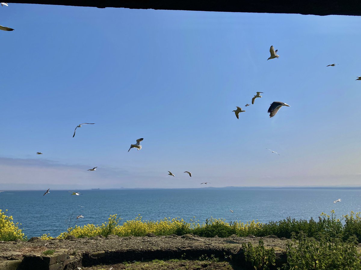AKHoadley's tweet photo. Great to be back out again this year with @ForthSeabirds carrying out surveys on Inchkeith 🌊🪶⛴️🔭 https://t.co/HaqV4HDjZa