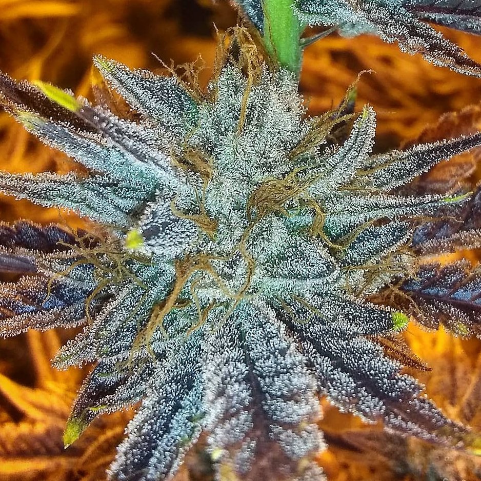 Mary Jane Blaze tweet media