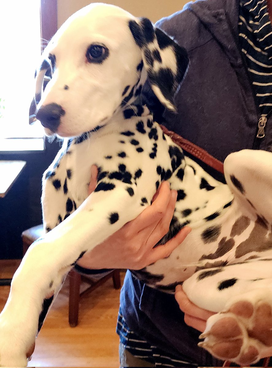 SenseofWonder65's tweet photo. @PuppiesIover @se4realhinton This is a dog (a puppy) I met, whose name is Hinton. He was named after you, @se4realhinton! I told his owners I follow you on Twitter,  and that I'd actually met you once, long long ago. They wanted me to reach out to you with pictures, etc. Nice people. Can I send a DM? Beth https://t.co/7PwkZAAAj5