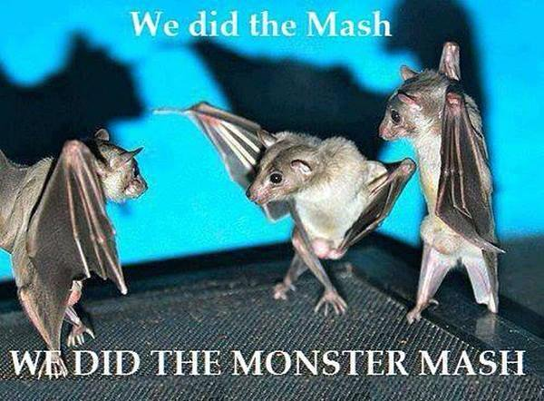 GrannyMooninVA's tweet photo. #TheMash https://t.co/IyCzd3rD87