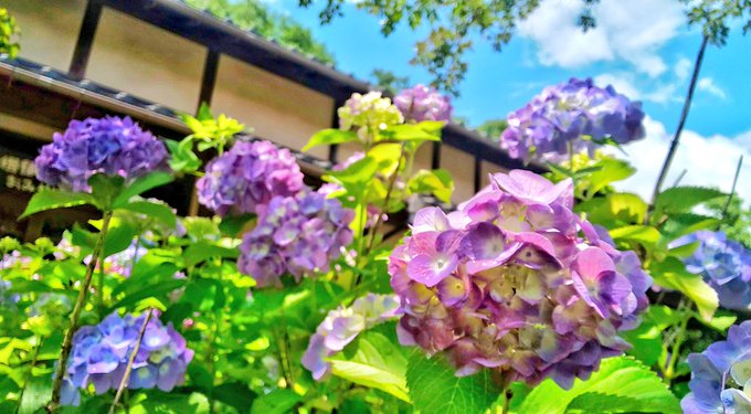mayqueenver2's tweet photo. .

  ちょっとした晴れ間に
  出会うとうれしいね * .

  おはよう おはよぅ

  歩んでいくその先に
  ちぃさな希望が
  待っていますように

.
#よき１日を🌈
#TLを花で一杯にしよう
#photography 
. https://t.co/dvSBI9iBNr