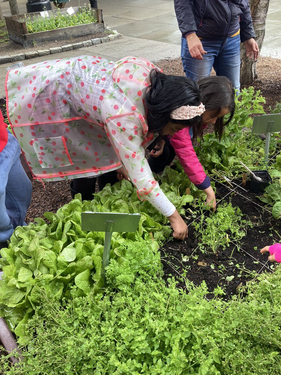 Third graders harvested lettuce, explored who lives in finished compost, and planted Three Sisters gardens in the rain. Undeterred!