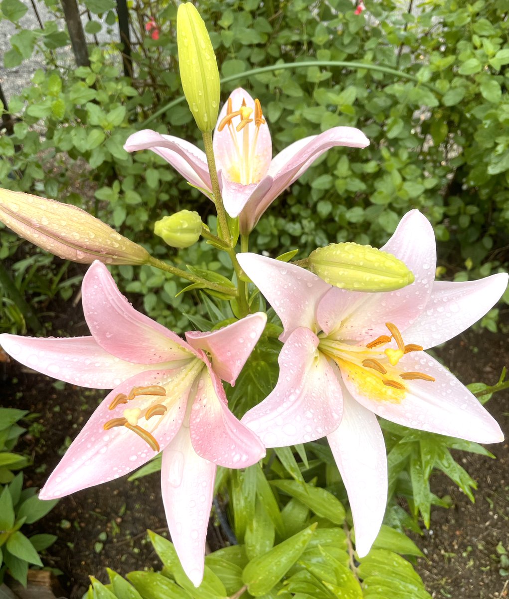 おはようございます
自宅に咲いたピンク色のカサブランカ
今週も宜しくお願いします🌺

#カサブランカ
 #ユリ 
 #TLを花で一杯にしょう