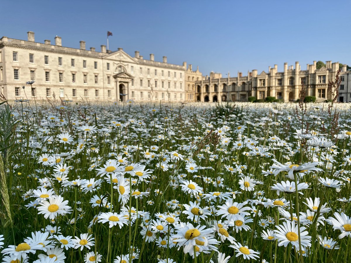 Still in Cambridgeshire on day 11 of #30DaysWild, we found the Clare Border &amp; a pretty meadow behind King’s College Chapel. Beautiful complement to the impressive architecture 
<a href="/WildlifeTrusts/">The Wildlife Trusts</a> <a href="/wildlifebcn/">The Wildlife Trust for Beds, Cambs & Northants</a> @WildLondon <a href="/30DaysWild/">#30DaysWild from The Wildlife Trusts</a> #flower