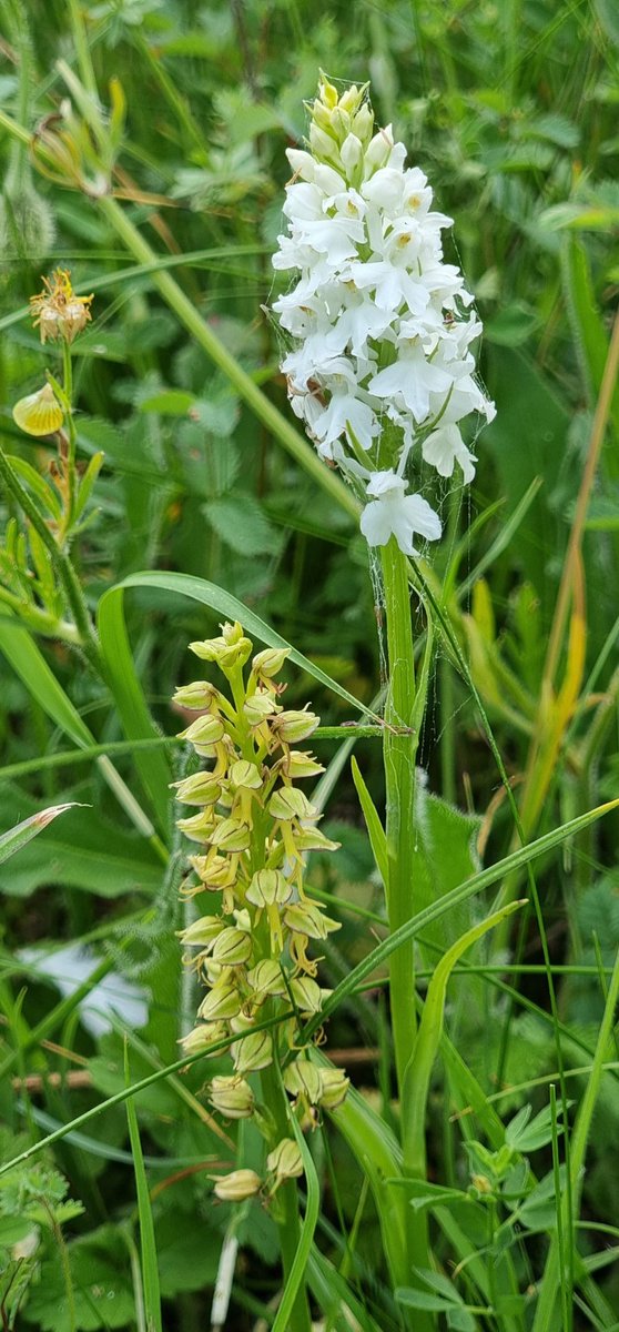 Interesting pairing on Whyteleafe bank white var common spotted and Man orchid @ukorchids @CityCommons @ExploreSurreyUK @BSBIbotany